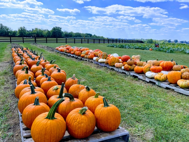 ハロウィンかぼちゃ意味